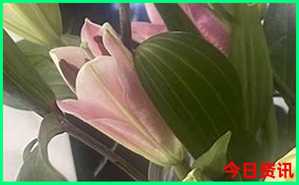 云南自由行攻略最详细